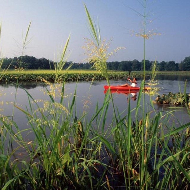 Credit: Evans A kayaker paddles on the trail at Jug Bay National Wildlife Refuge